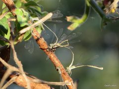 Rhadinosticta simplex