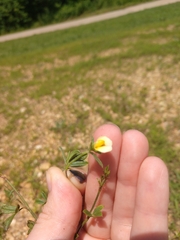 Stylosanthes biflora