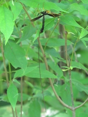 Megarhyssa atrata