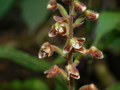 Macodes petola, photograph (c) Ganjar Cahyadi, some rights reserved (CC BY)