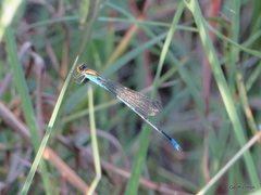 Pseudagrion aureofrons