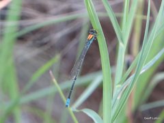 Pseudagrion aureofrons