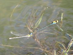 Pseudagrion aureofrons