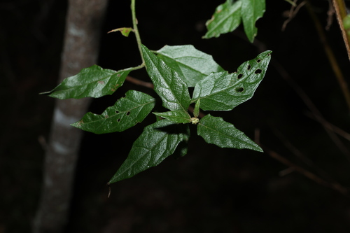 Image of Olearia nernstii by (c) Greg Tasney, some rights reserved (CC BY-SA)