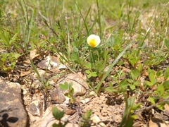 Stylosanthes biflora