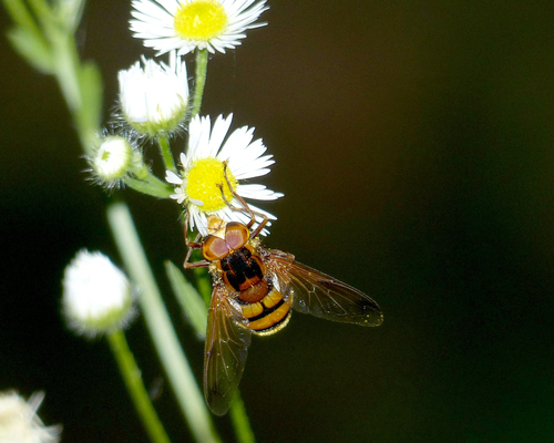 Lesser Hornet Hoverfly, Jennersdorf, Österreich, photo 8 of 10