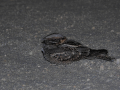 Caprimulgus ruficollis