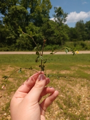 Stylosanthes biflora
