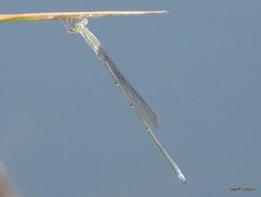 Rhadinosticta simplex