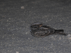 Caprimulgus ruficollis