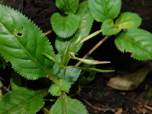 Image of Bonnaya ruelloides by (c) Ganjar Cahyadi, some rights reserved (CC BY)