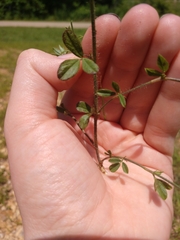 Stylosanthes biflora