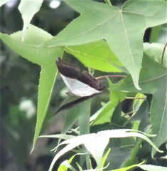 Marpesia zerynthia