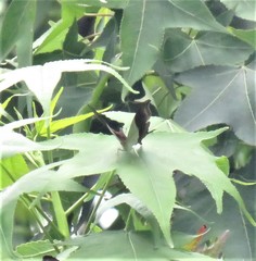 Marpesia zerynthia