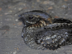 Caprimulgus ruficollis