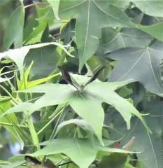 Marpesia zerynthia