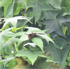 Marpesia zerynthia