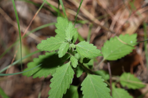 Anisomeles moschata (Anisomeles moschata)