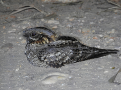 Caprimulgus ruficollis