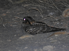 Caprimulgus ruficollis