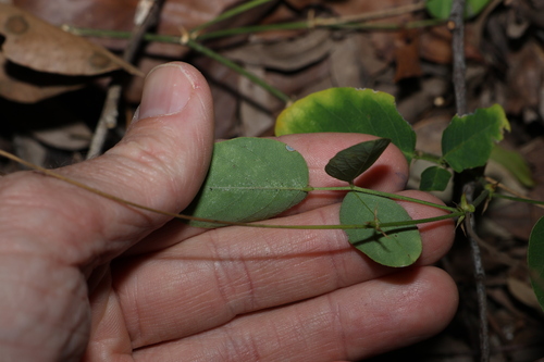 Image of Oxytes brachypoda by (c) Greg Tasney, some rights reserved (CC BY-SA)