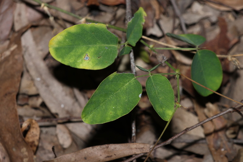 Image of Oxytes brachypoda by (c) Greg Tasney, some rights reserved (CC BY-SA)