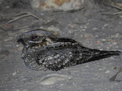Caprimulgus ruficollis