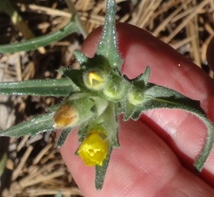 Mentzelia montana