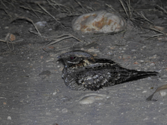 Caprimulgus ruficollis