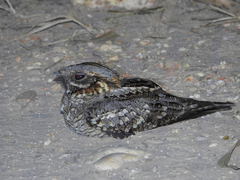 Caprimulgus ruficollis