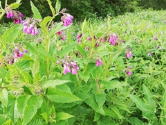 Symphytum officinale