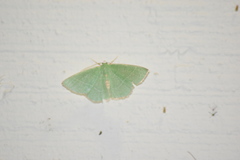 Chlorochlamys chloroleucaria