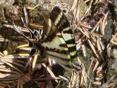 Protographium leosthenes