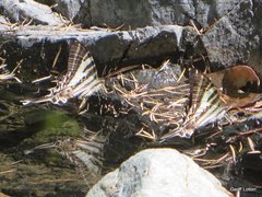 Protographium leosthenes