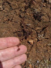 Chorizanthe polygonoides longispina