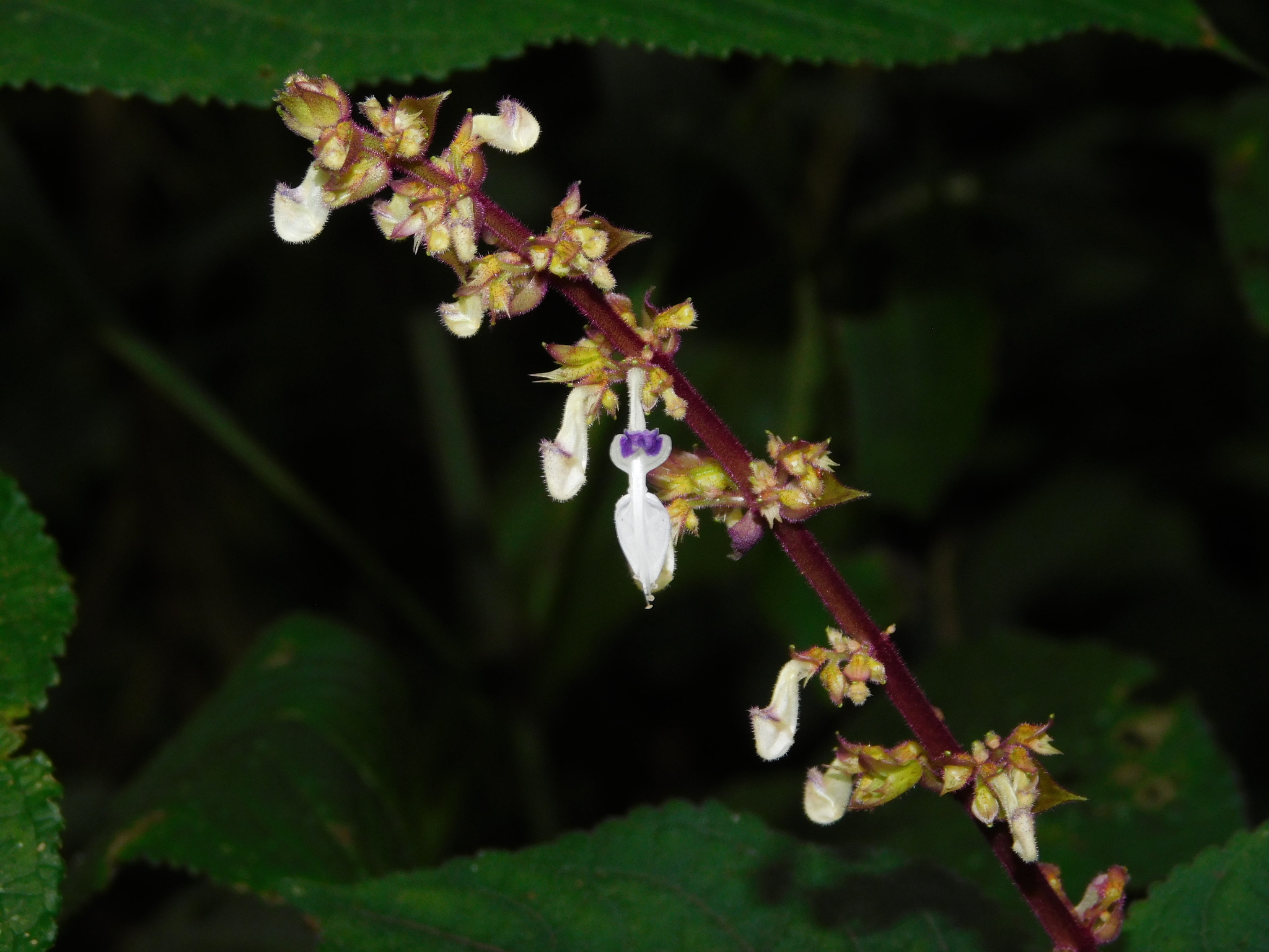 Coleus galeatus