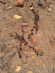 Chorizanthe polygonoides longispina