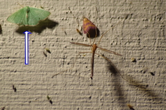 Chlorochlamys chloroleucaria