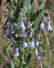 Mertensia lanceolata