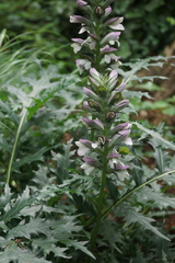 Acanthus mollis