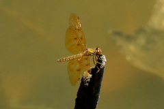 Perithemis icteroptera