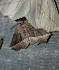 Metanema determinata