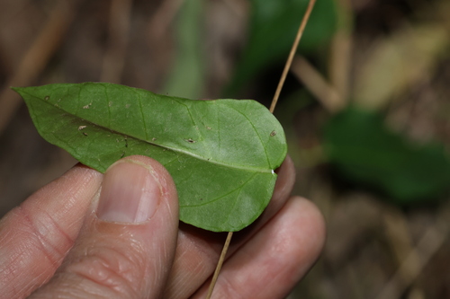 Image of Leichhardtia coronata by (c) Greg Tasney, some rights reserved (CC BY-SA)