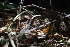Varanus scalaris