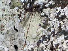 Episynlestes albicaudus