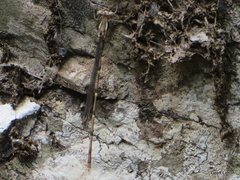 Episynlestes albicaudus