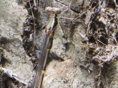 Episynlestes albicaudus