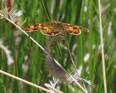 Phyciodes pulchella