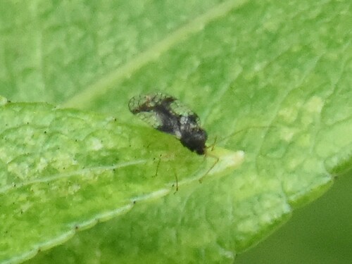 Andromeda Lace Bug, Groesbeek, Nederland, photo 10 of 10