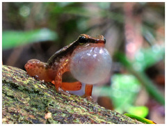 Stephen's Rocket Frog photo 4